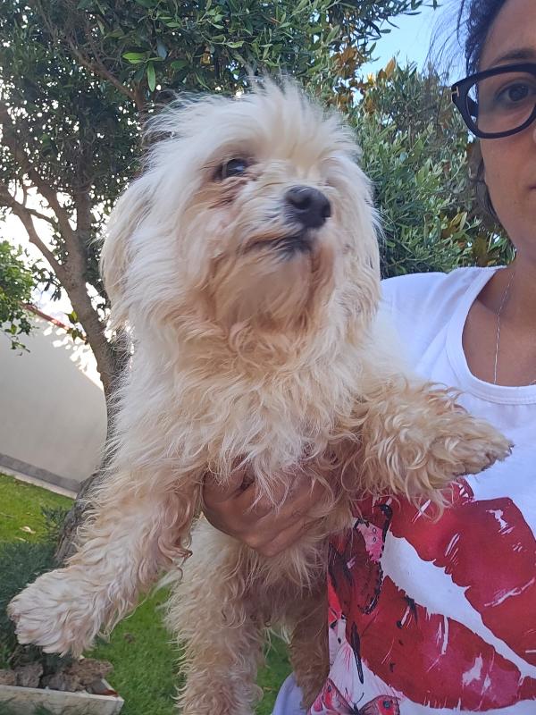 Mafalda splendida maltese cerca casa  Foto 4