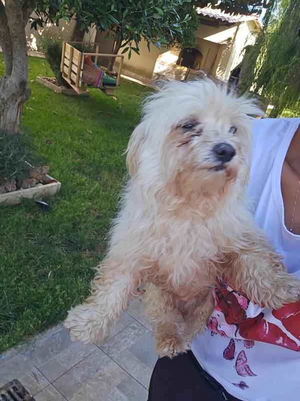 Mafalda splendida maltese cerca casa  Foto 5