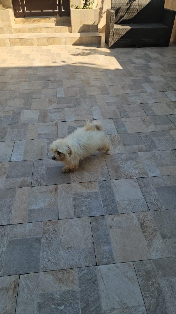 Mafalda splendida maltese cerca casa  Foto 7