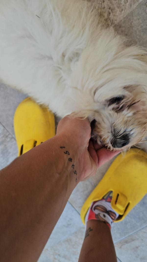 Mafalda splendida maltese cerca casa  Foto 8