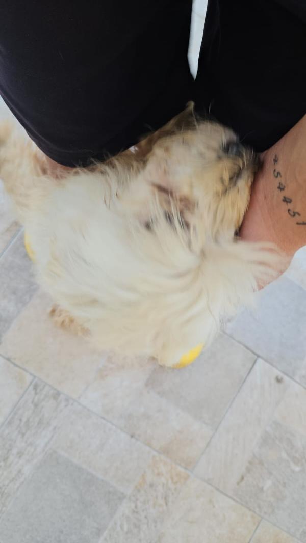 Mafalda splendida maltese cerca casa  Foto 9