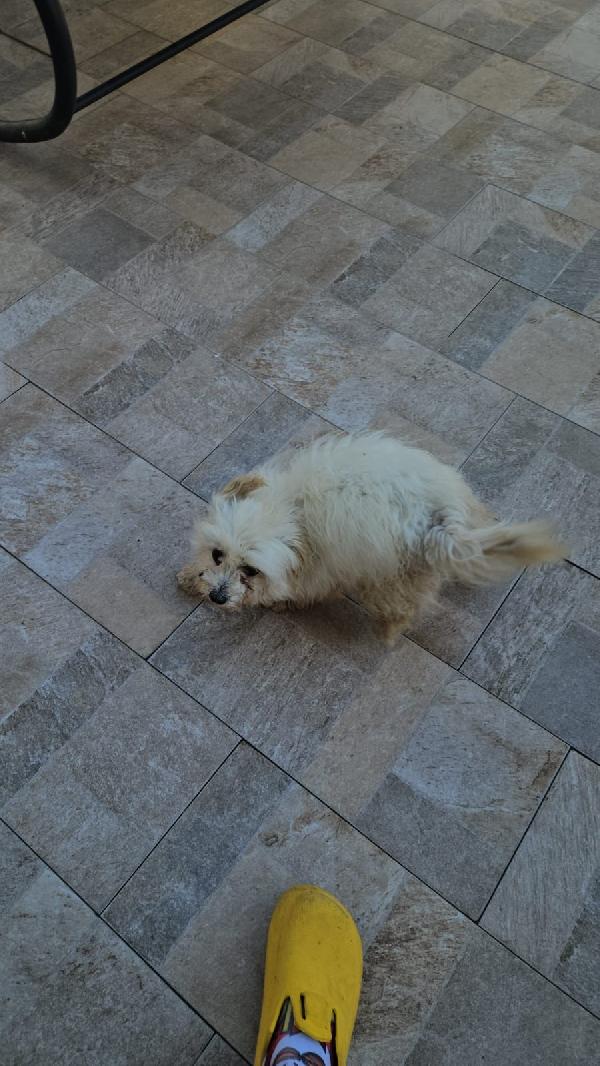 Mafalda splendida maltese cerca casa  Foto 10