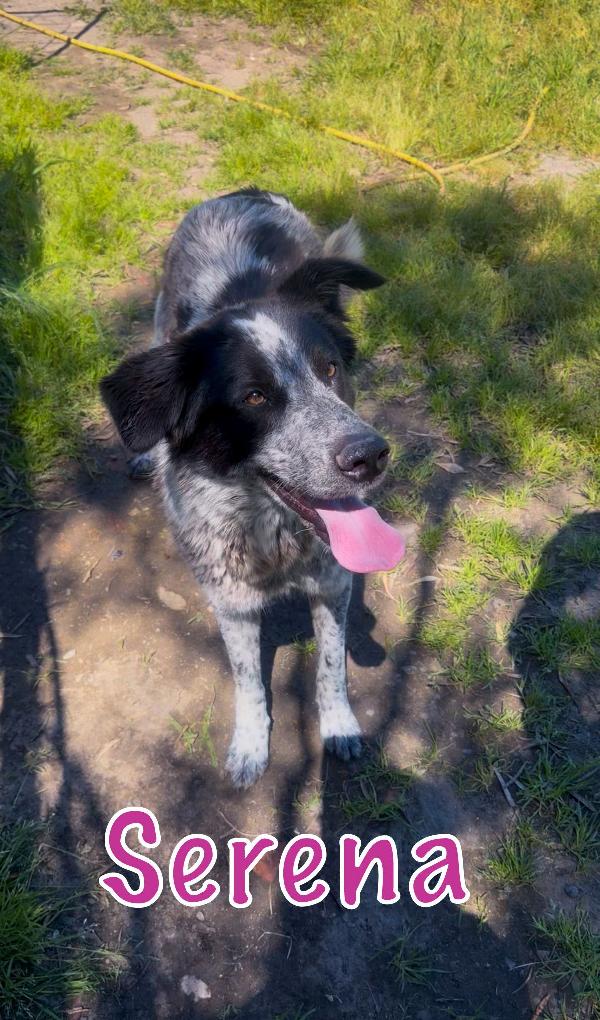 Serena🐾💎💘 Foto 3