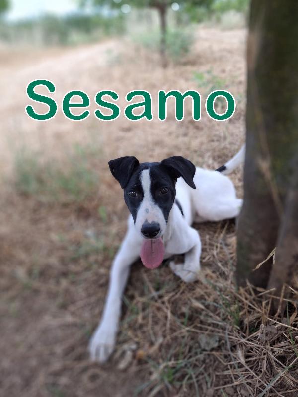 Sesamo💘🏩 5 Mesi