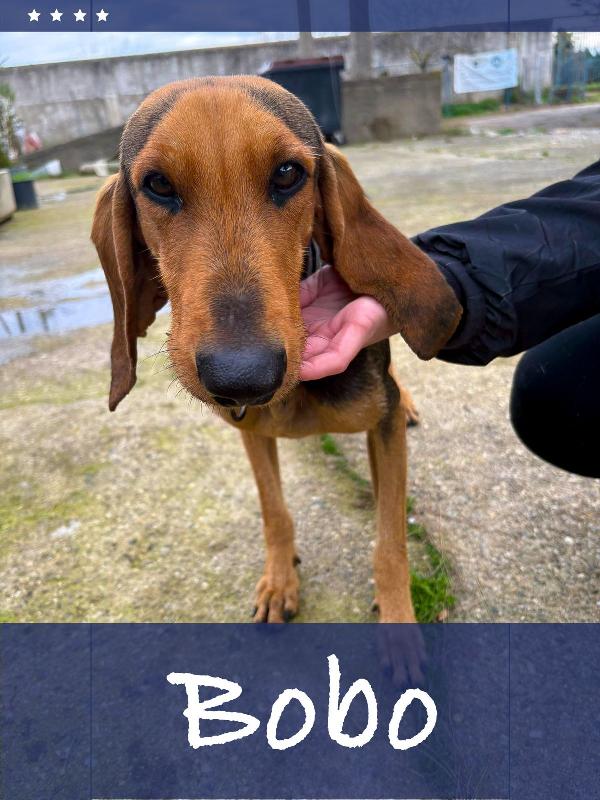Bobo Simil Segugio