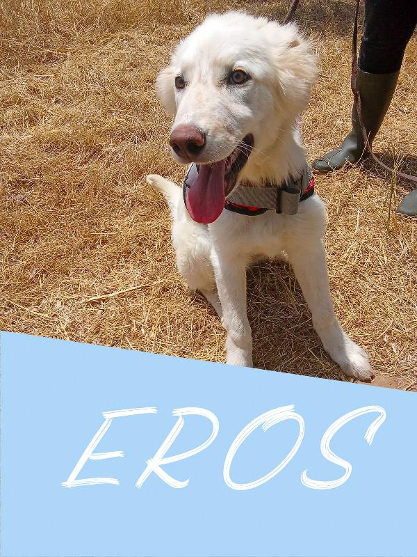 Eros,✨🐾✨