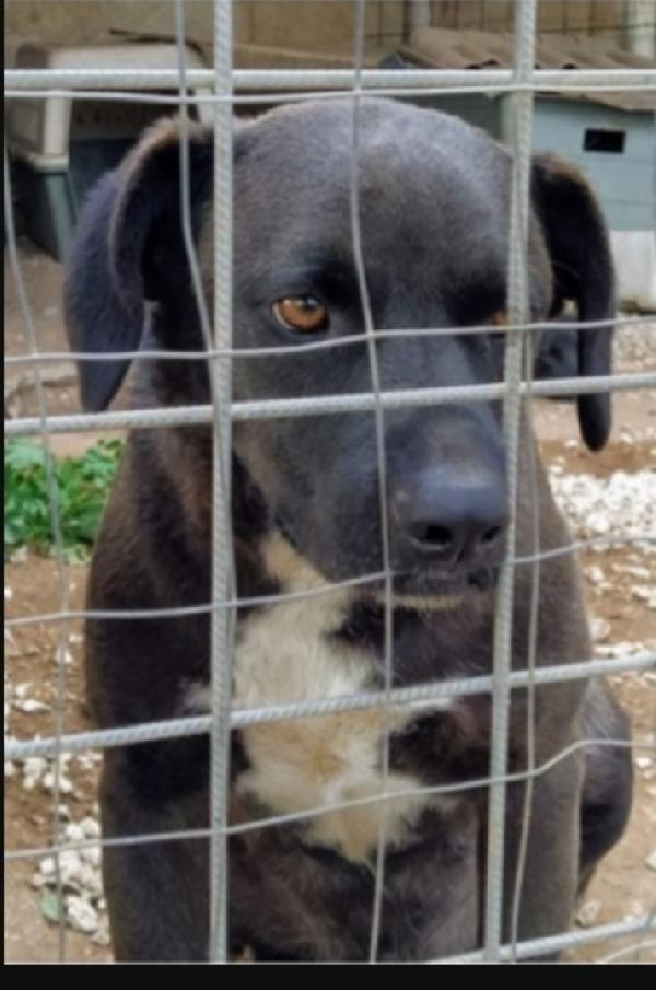 Yoshi 5Anni Di Invani Appelli! Sicilia Sos