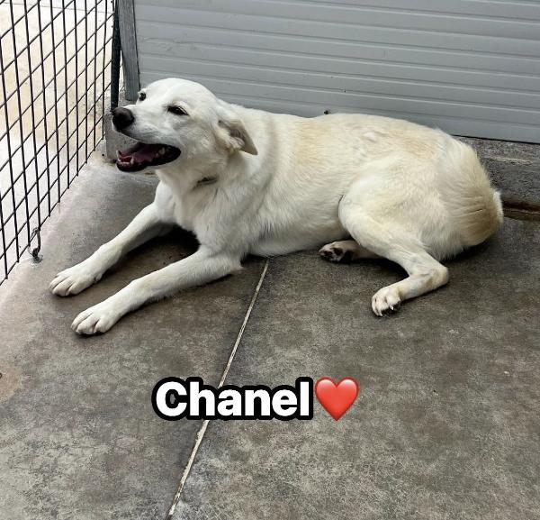 Chanel  Foto 2