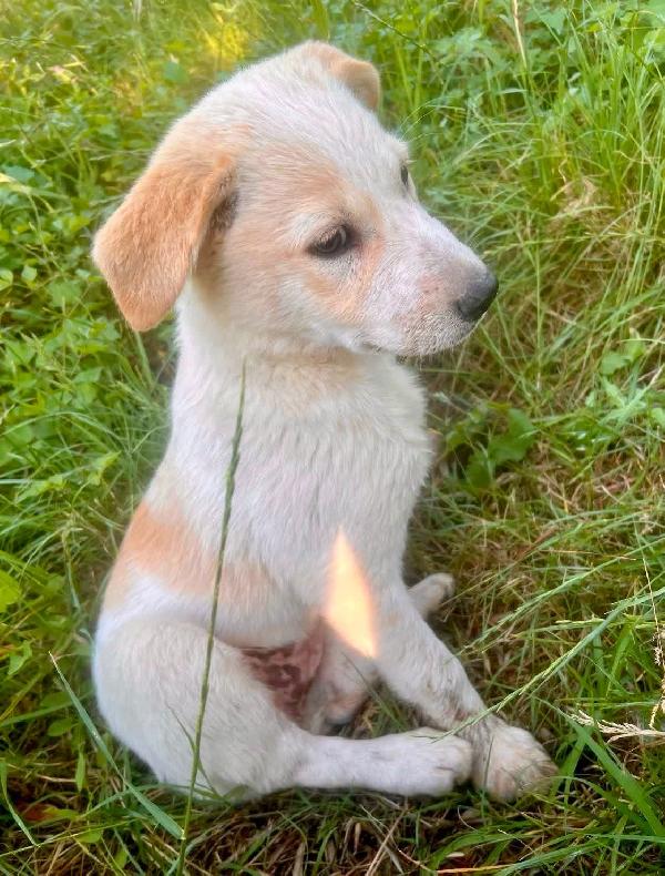 Lisa, ennesima cucciola, figlia dell'ignoranza e dell'abbandono  Foto 2