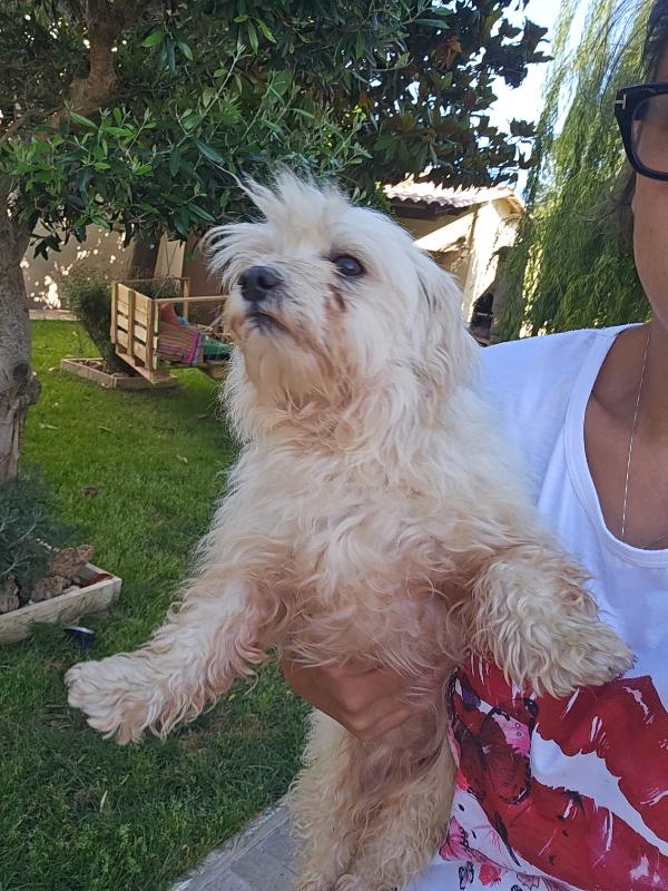 Mafalda: maltesina 4 anni, socievole con tutti  Foto 3
