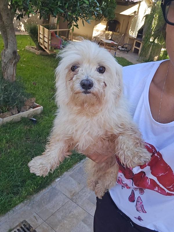 Mafalda: maltesina 4 anni, socievole con tutti  Foto 5