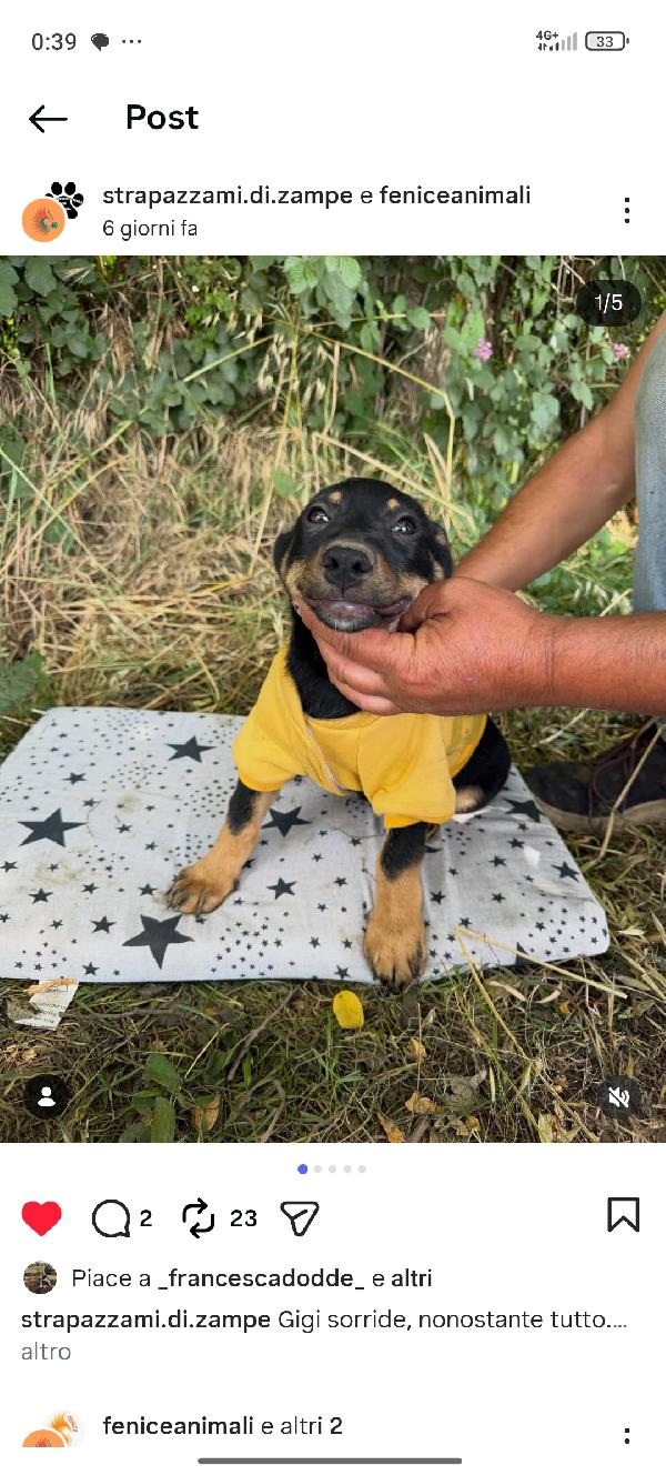 Cuccioli Foto 2