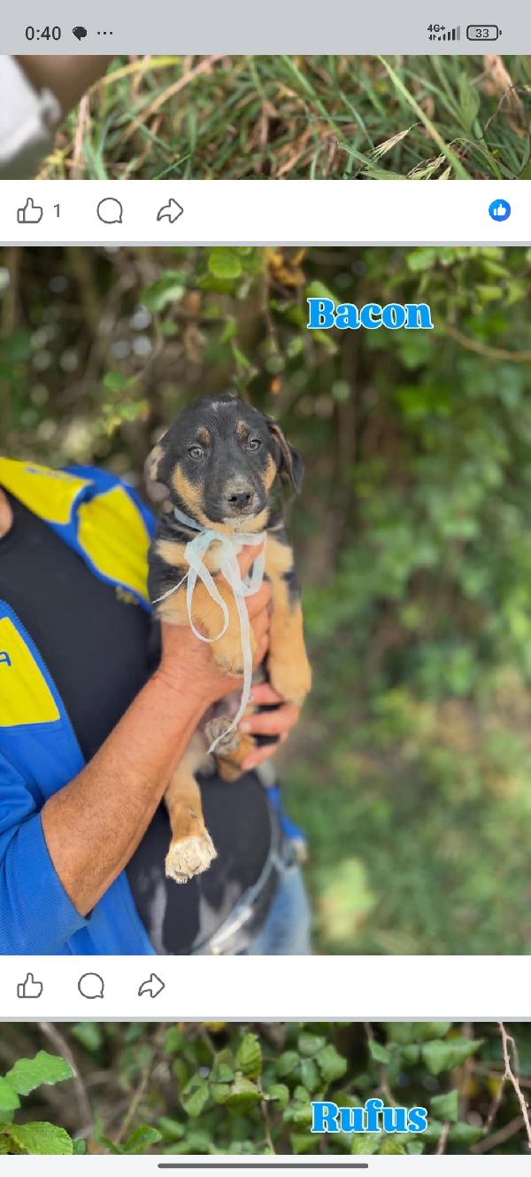 Cuccioli Foto 4