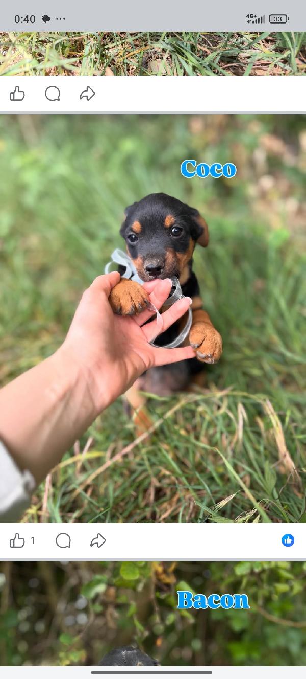 Cuccioli Foto 5