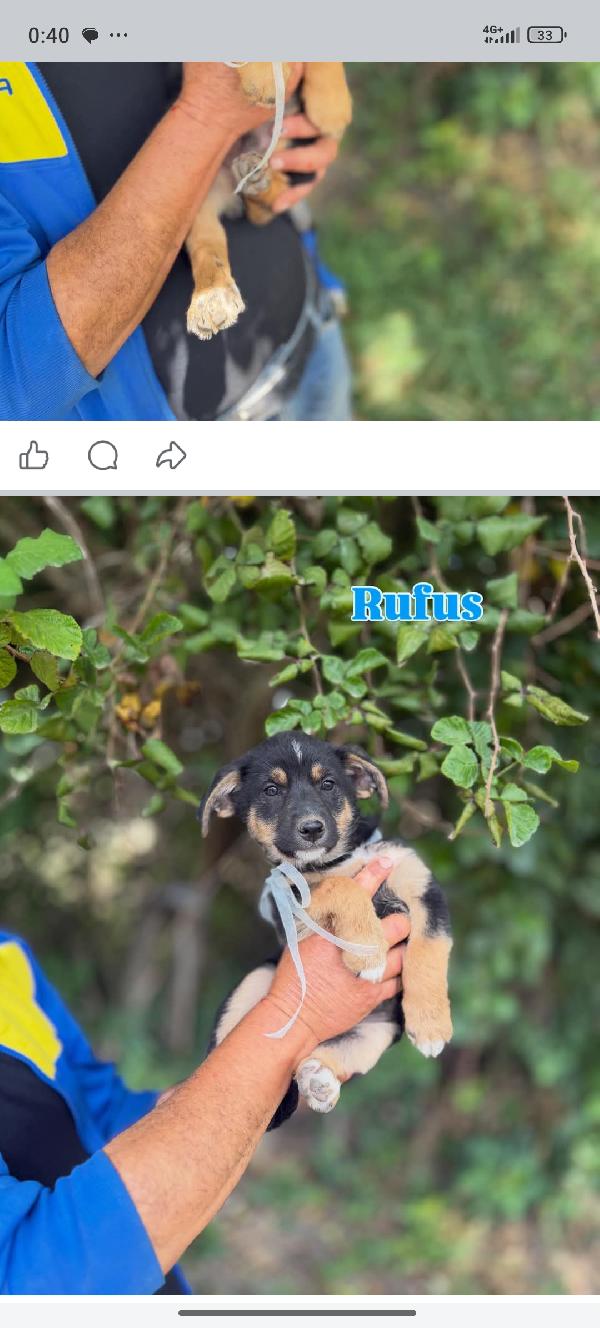 Cuccioli Foto 6