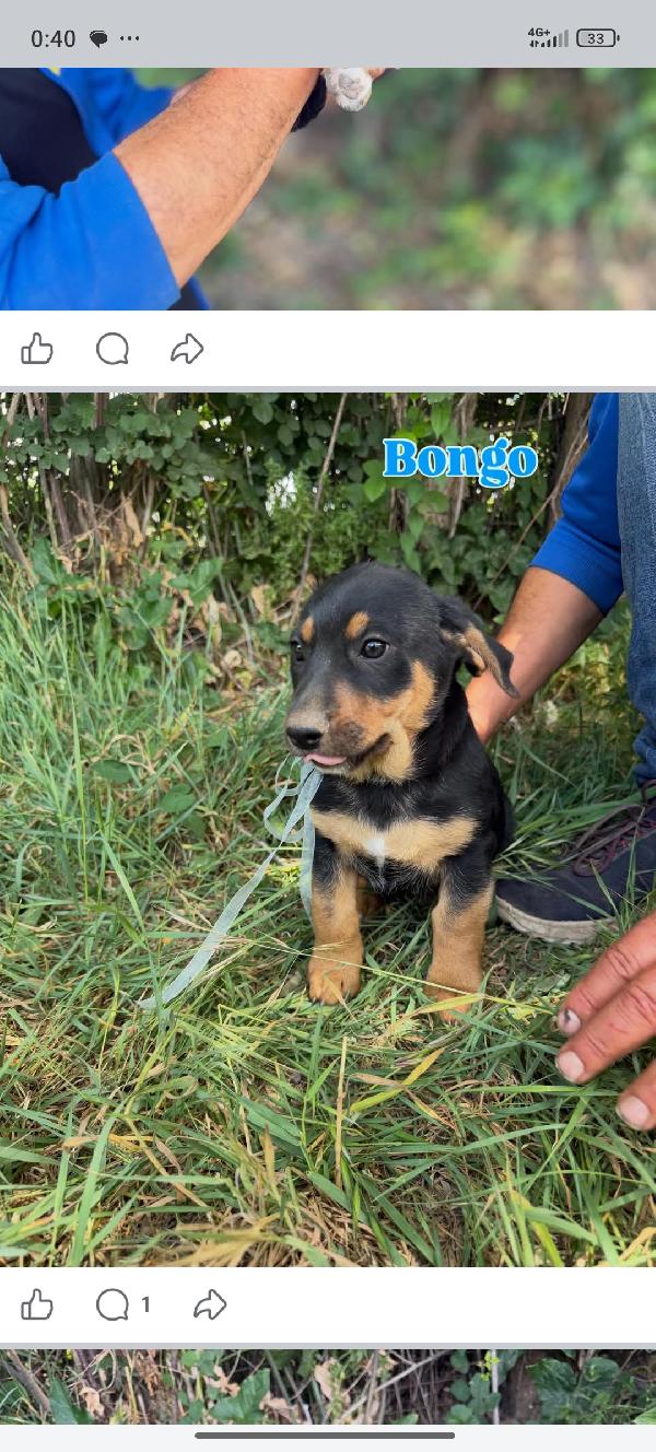 Cuccioli Foto 7