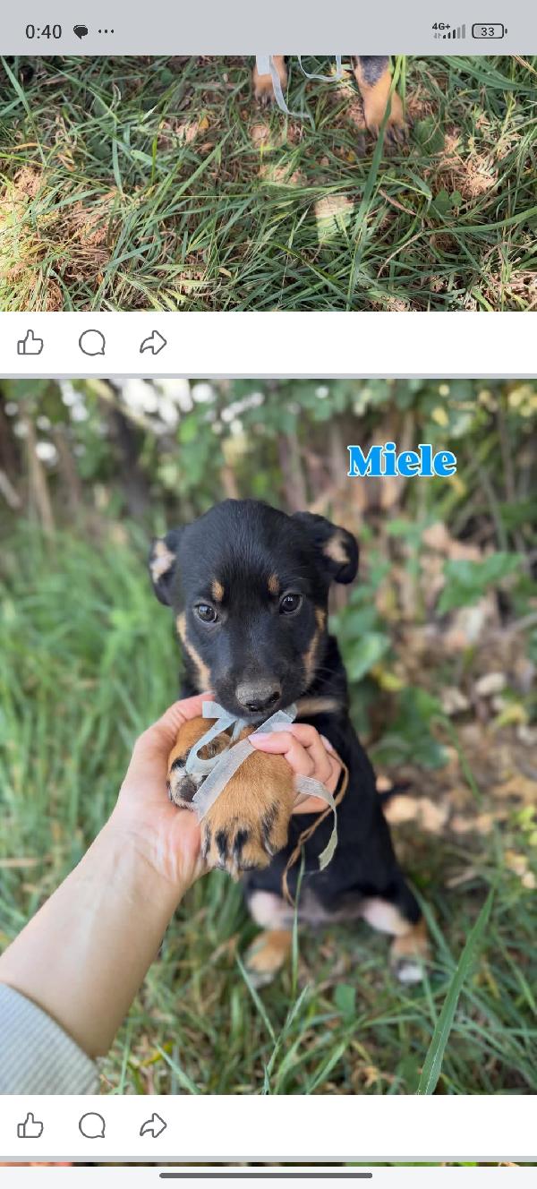 Cuccioli Foto 9