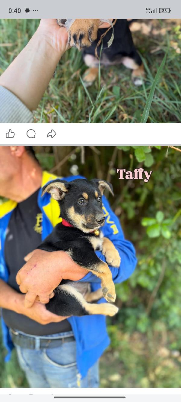 Cuccioli Foto 10