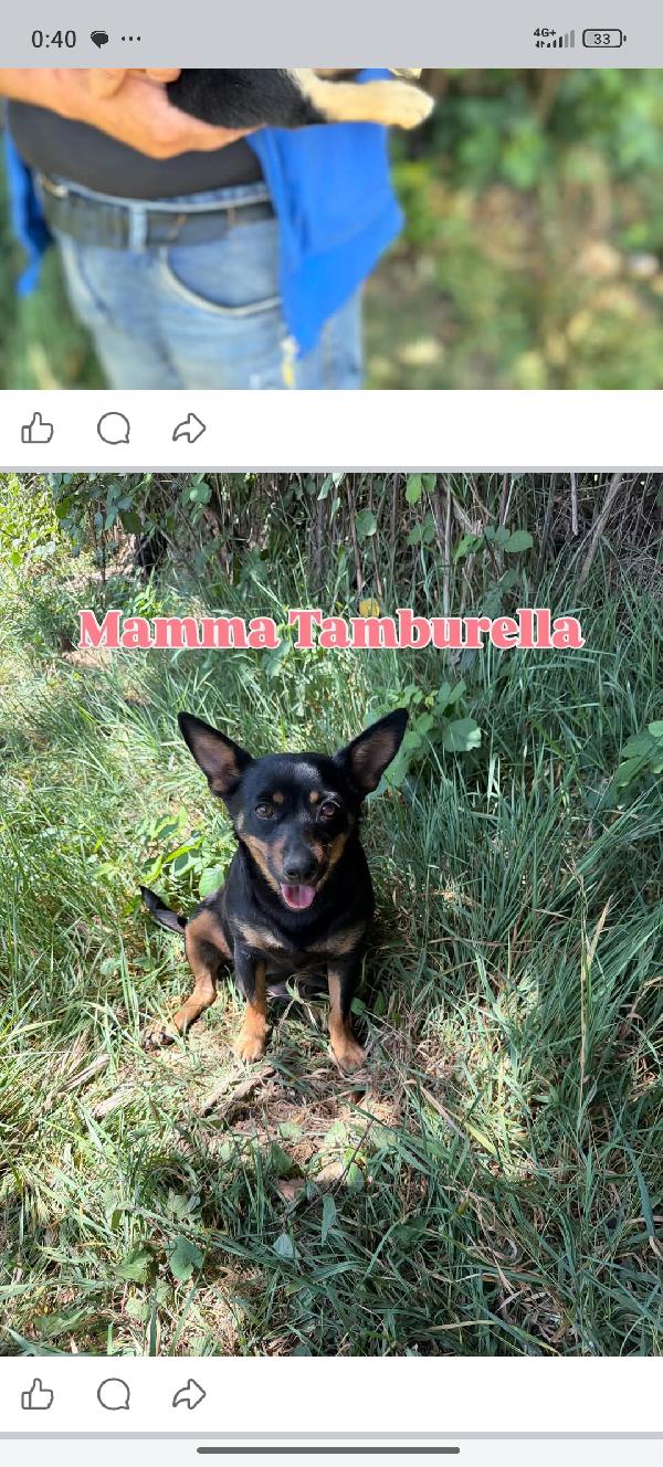 Cuccioli Foto 11