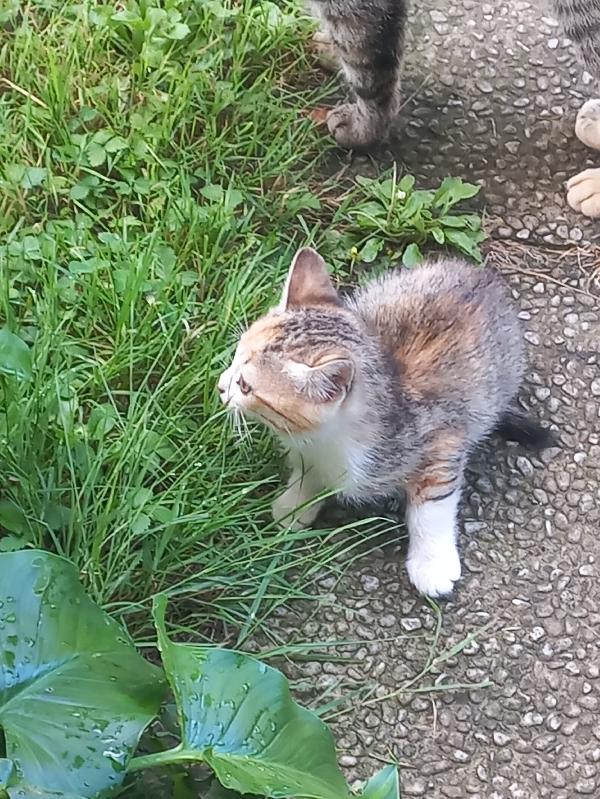 Regalo Gattino Di Circa 2 Mesi
