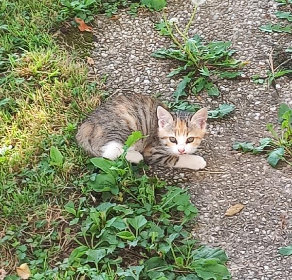 Regalo gattino di circa 2 mesi Foto 2
