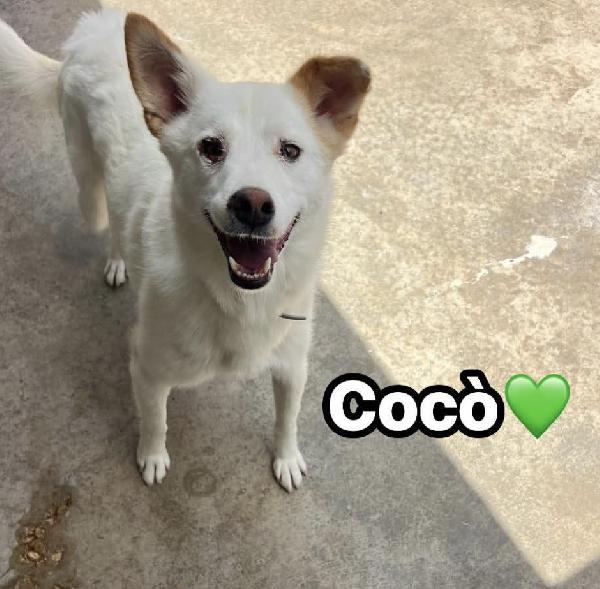 Cocò Cerca Casa 🏡 