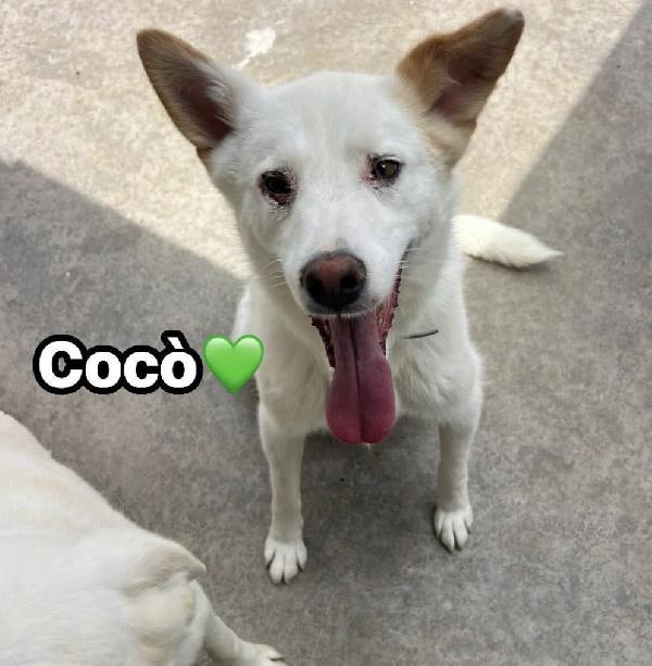 Cocò cerca casa 🏡  Foto 2