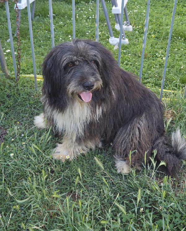 Argo, magnifico "orsacchiotto" Foto 3