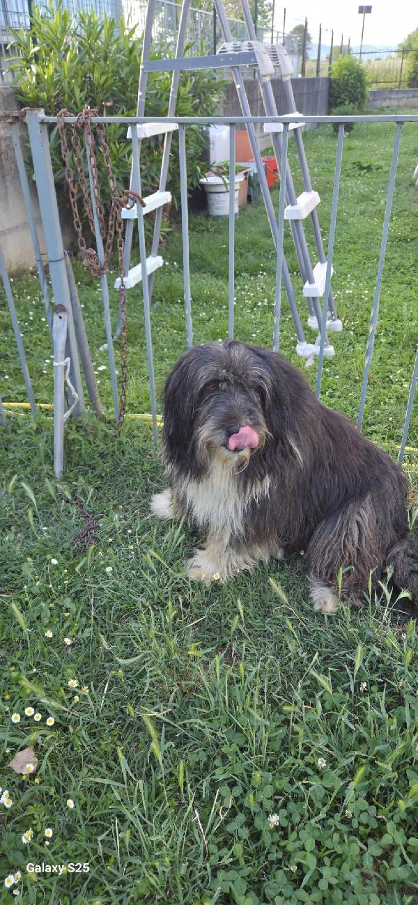 Argo, magnifico "orsacchiotto" Foto 4