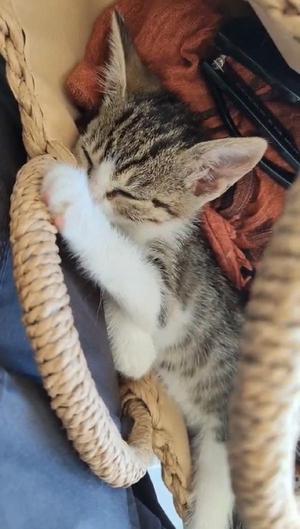 Maila piccolissima micina cerca casa  Foto 3