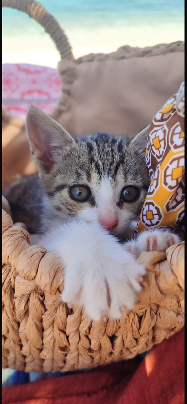 Maila piccolissima micina cerca casa  Foto 4