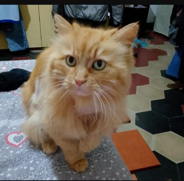 Ambra Micia Rossa 11Anni Rimasta Sola Brescia