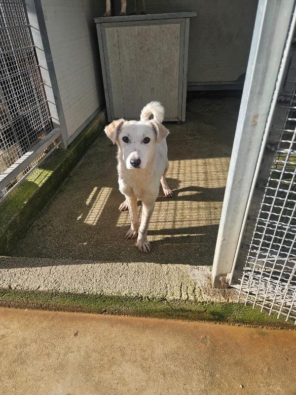 Oipe Splendido Cagnolino Bianco Taglia Medio Piccola 