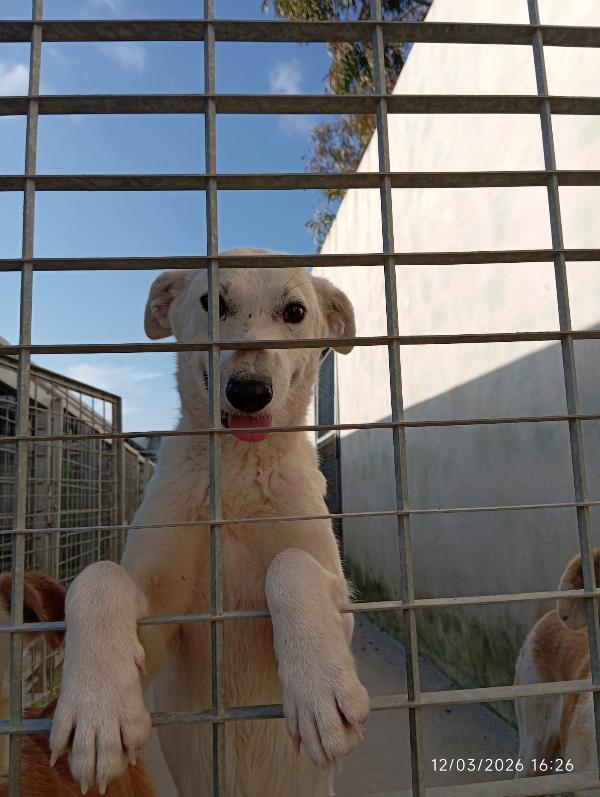 Oipe splendido cagnolino bianco taglia medio piccola  Foto 4
