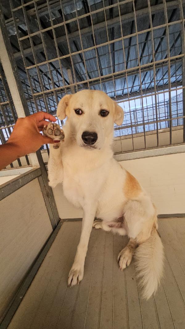 Gerry Splendido Giovane Cagnolino Cerca Casa 