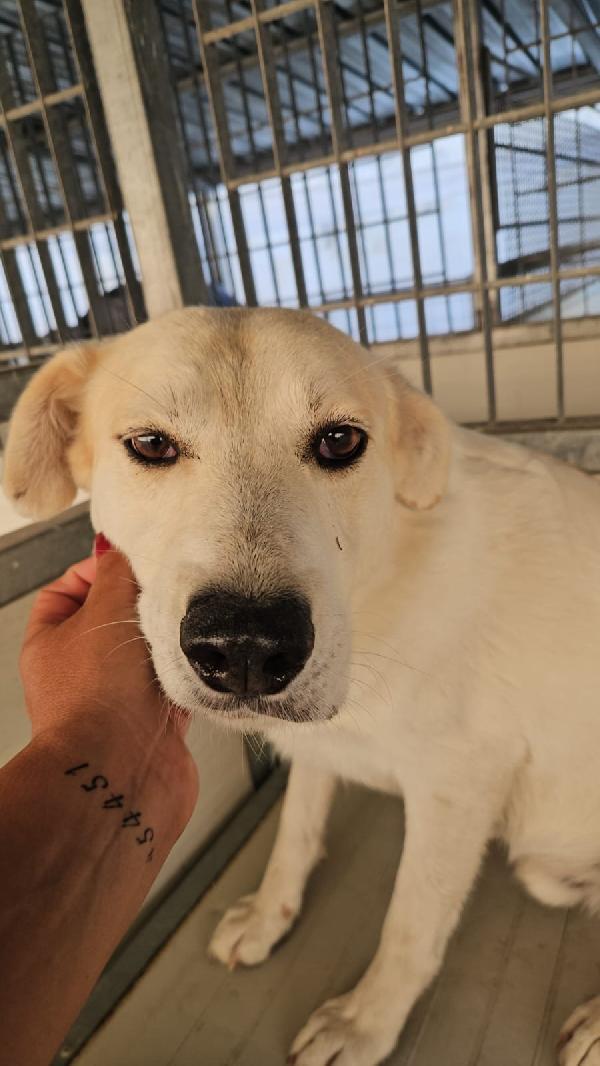 Gerry splendido giovane cagnolino cerca casa  Foto 2
