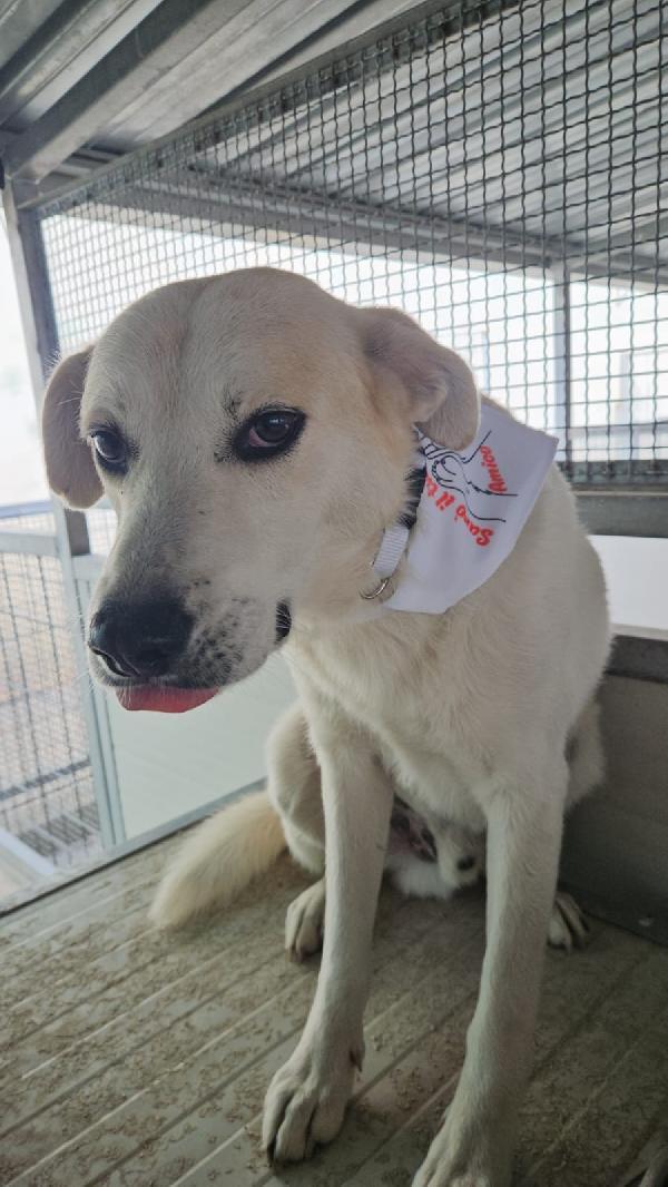 Gerry splendido giovane cagnolino cerca casa  Foto 6