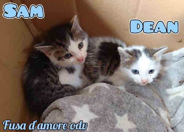 Sam E Dean, Dolci Micini In Adozione!