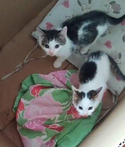 SAM e DEAN, dolci micini in adozione! Foto 2