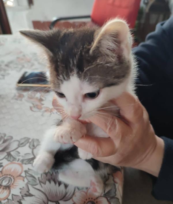 SAM e DEAN, dolci micini in adozione! Foto 3