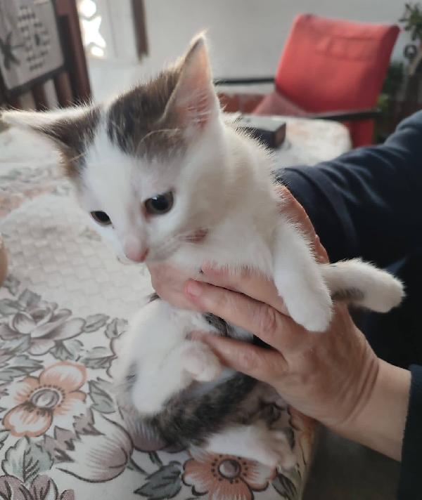 SAM e DEAN, dolci micini in adozione! Foto 4