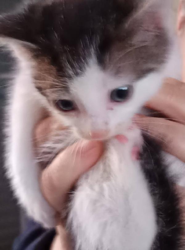 SAM e DEAN, dolci micini in adozione! Foto 5