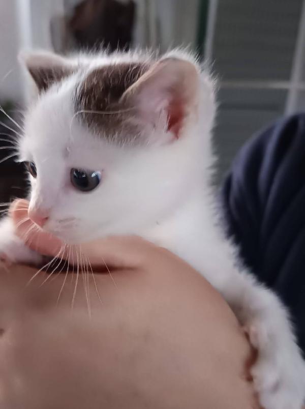 SAM e DEAN, dolci micini in adozione! Foto 6
