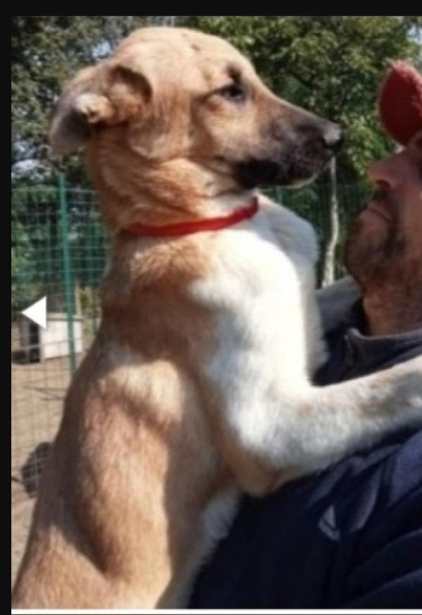 Cookie 3Anni E 1/2 Tolto Da 1Lager!! Garlasco