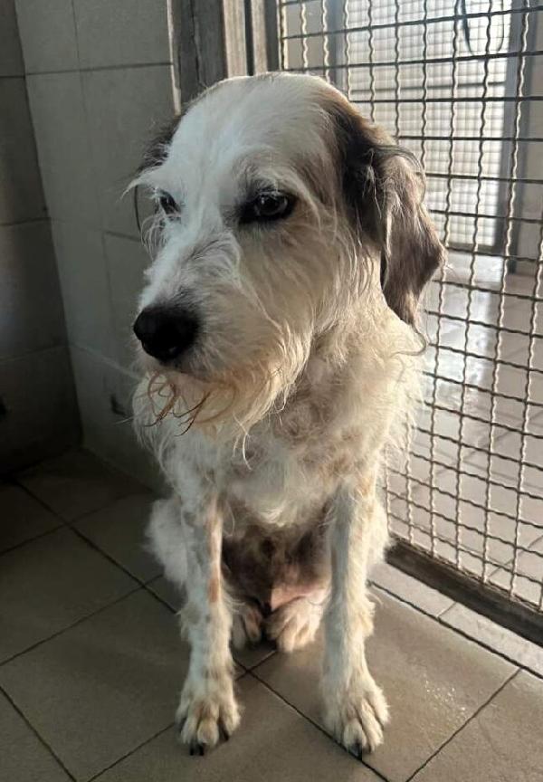 BIANCO GENTILE SPINONE Foto 6