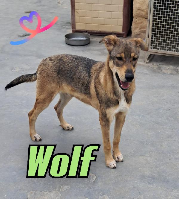Wolf Cucciolo Mix Pastore 