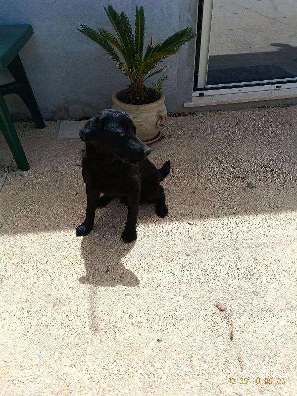 Diesel Foto 2