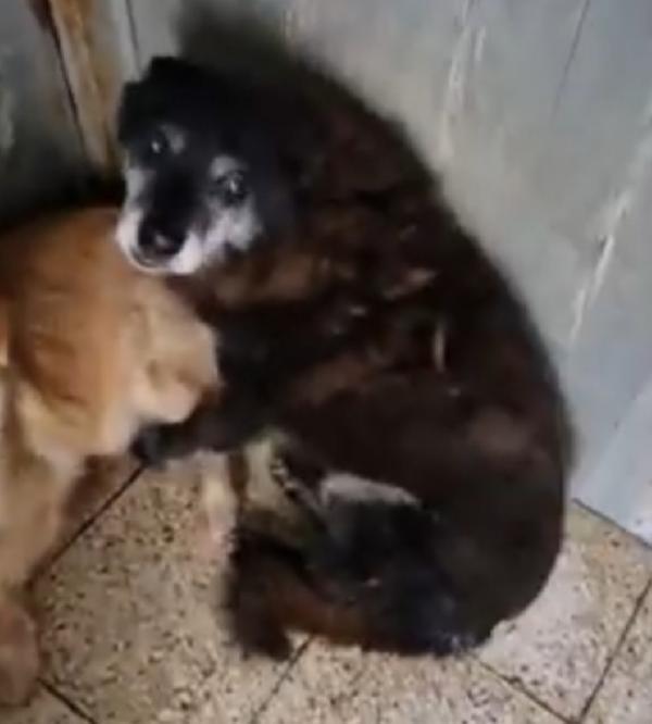 Skizzo 10anni possibile nessuno lo tolga da 1vita in canile. Foto 6