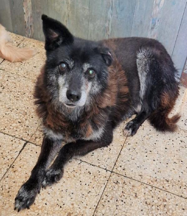 Skizzo 10anni possibile nessuno lo tolga da 1vita in canile. Foto 7