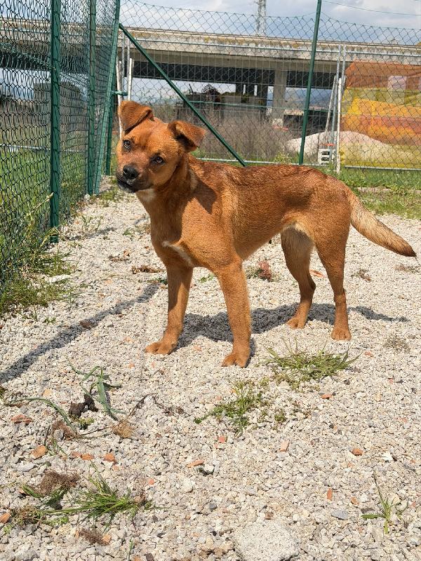 Kira 10 Kg Di Cane In Canile 